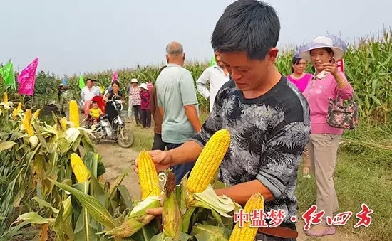 棒子没秃尖，籽粒更饱满。