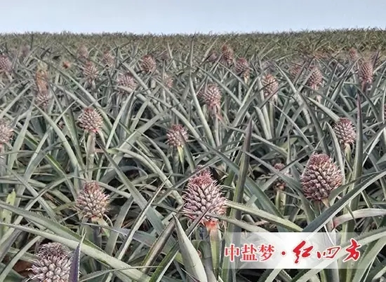 一个个小菠萝犹如待放的花骨朵，都饱含着菠萝种植户美好的期待！