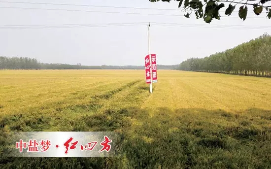 6月26日，在山东青州何官镇水渠村山药种植区，山药长势证明了桃子APP官网增效控失肥的肥效。