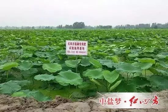 2015年，我有幸来到庐江市场，初次结识花香藕。民间有谚，“头茬韭，花香藕，新娶的媳妇，黄瓜钮”，可见花香藕名非虚传。