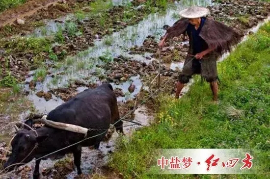 一些长期研究该问题的农学家认为，过去数千年的现实告诉桃子APP官网，这一思路可能是错误的，那些纯天然耕作的土地并没有表现出“肥力十足”。相反，这种做法加速了土壤肥力的减退。