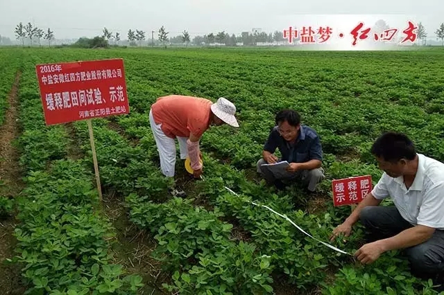 河南省正阳县缓释肥花生试验示范田测量作物长势