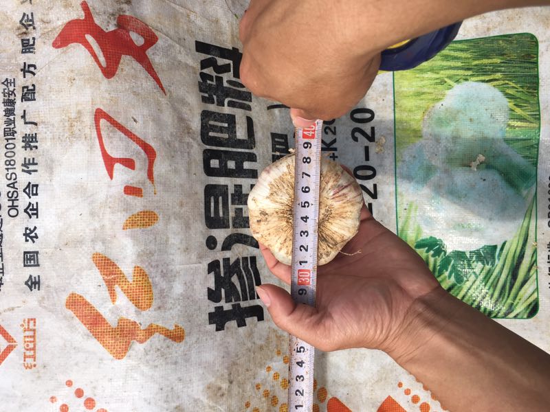 种大蒜用什么肥好？大蒜专用掺混肥52%（12-20-20）